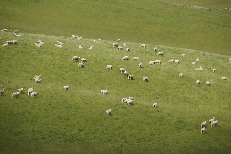 Schafe in den sanften, grünen Hügeln der Catlins