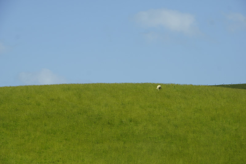 Schaf auf einem der sanften, grünen Hügeln der Catlins