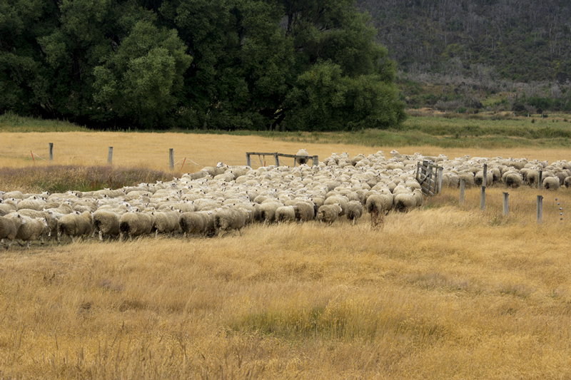 Schafherde zwängt sich durch Tor auf Weide