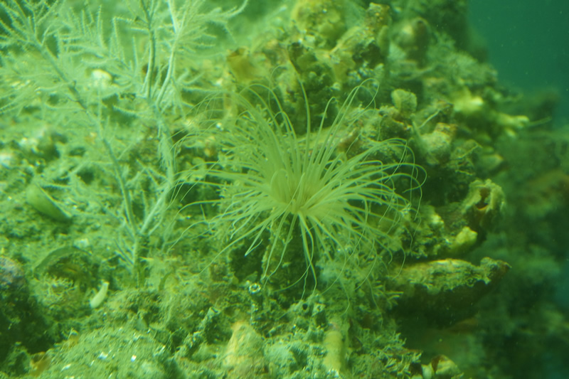 Seeanemone und Schwarze Koralle (mit weissen Polypen)