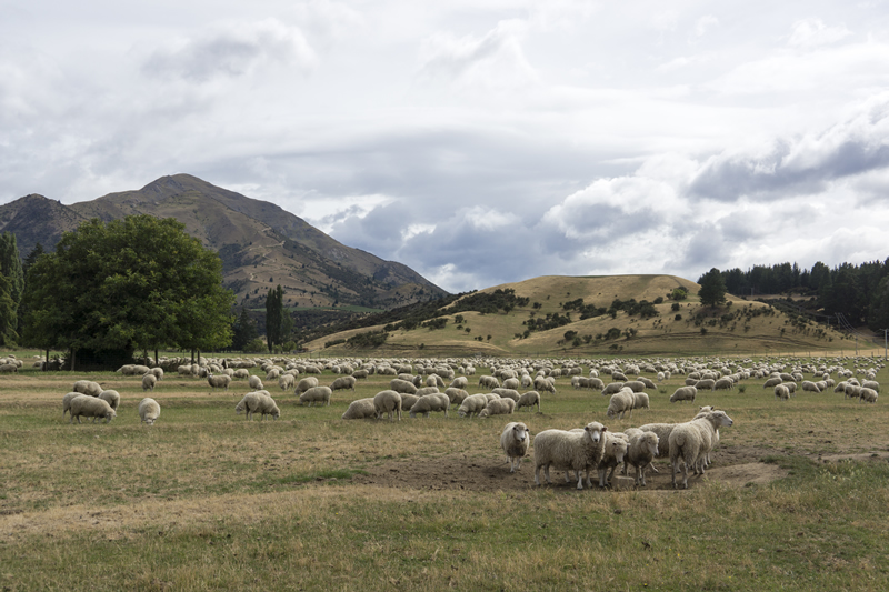 Definitiv mehr Schafe als Kiwis in Neuseeland...