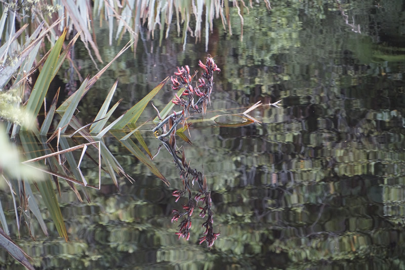 Neuseeländischer Flachs spiegelt sich im Lake Matheson