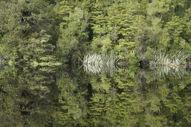 Wo hört der Wald auf und wo beginnt die Spiegelung im See?