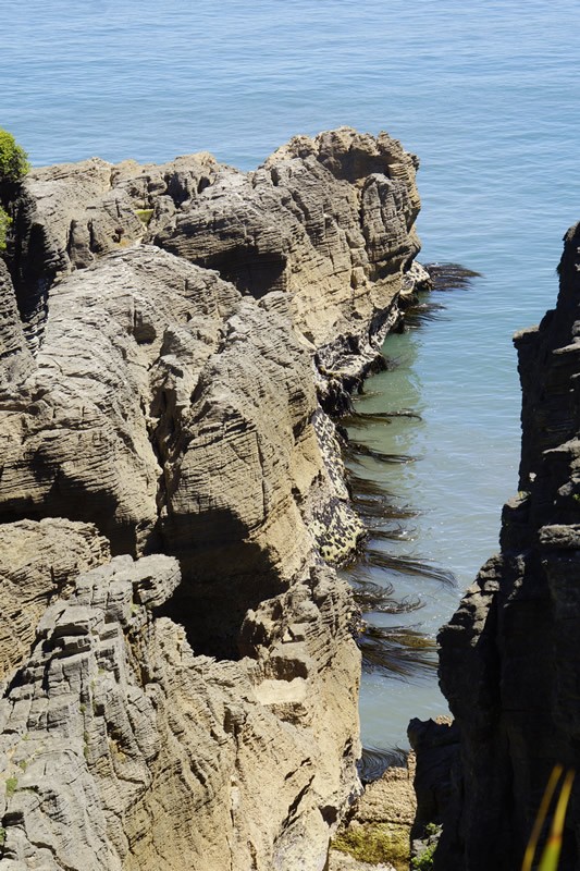Kelp-"Meerjungfrauenhaare" bei den Pancake Rocks, Punakaiki