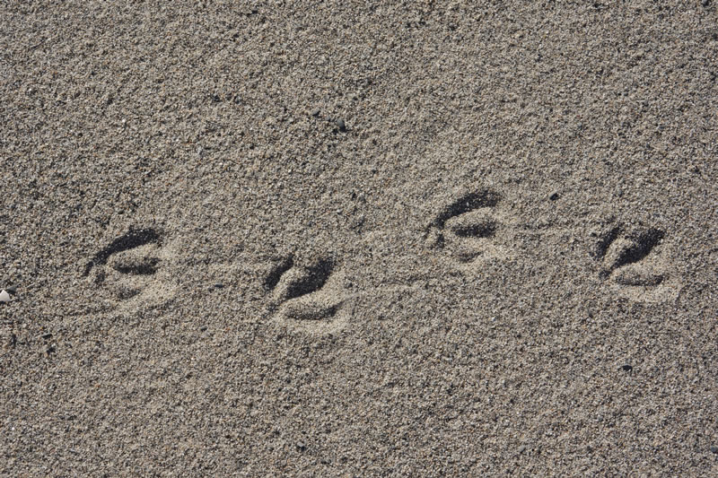 Spuren im Strand-Sand