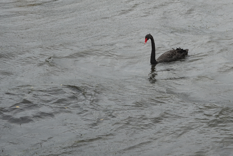 schwarzer Schwan im grauen Wasser des Lake Rotorua bei Regenwetter
