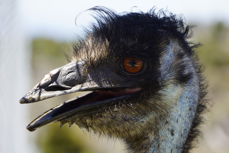 Neugieriges Emu im Café mit Streichelzoo