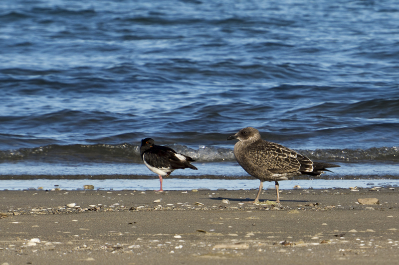 Oystercatcher und junge Southern black-backed gull / Dominikanermöwe