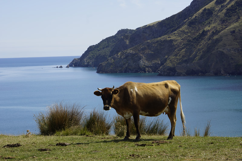 Kuh auf der Weide an der Cable Bay