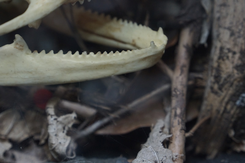 "Gebiss" einer Tutara - eigentlich Knochenauswüchse
