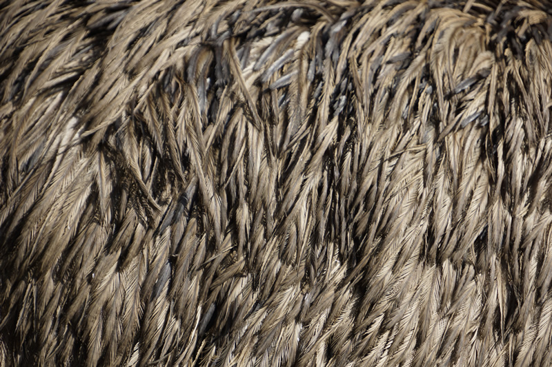 Emu-Federkleid