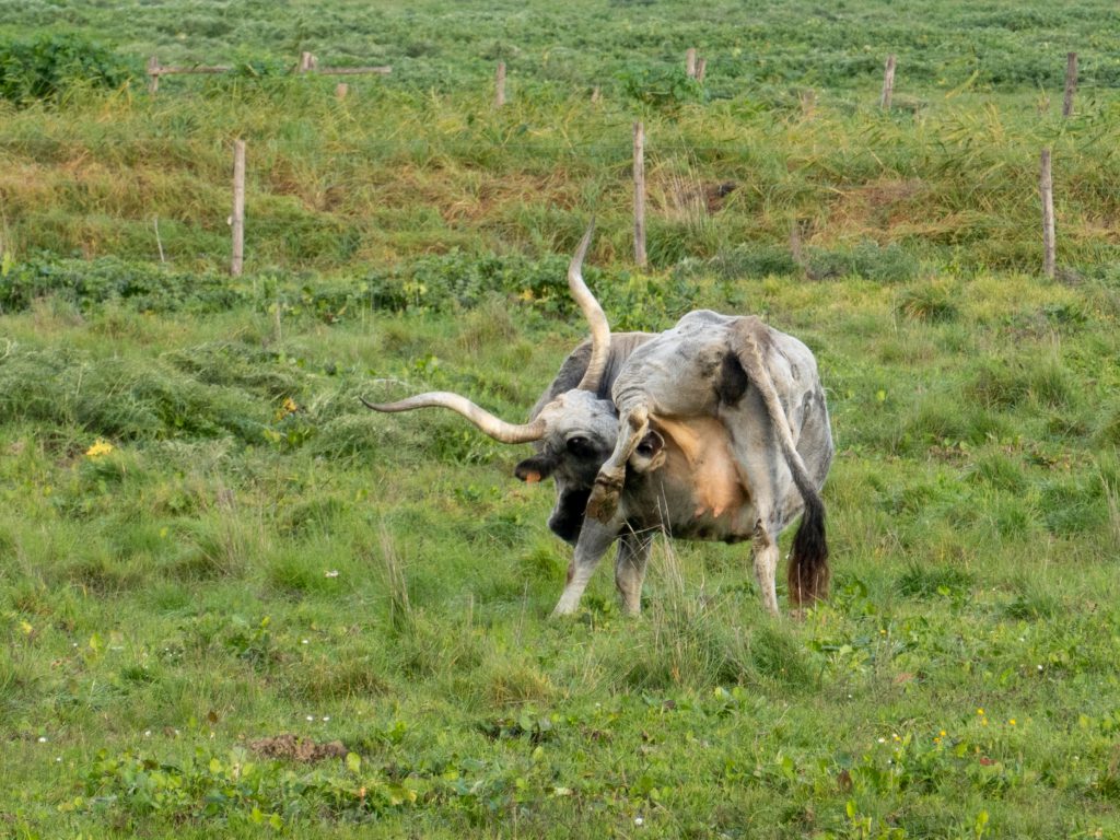 Maremma-Kuh-Yoga