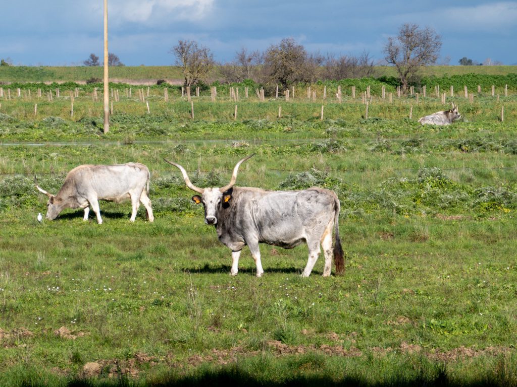 Maremma-Rinder