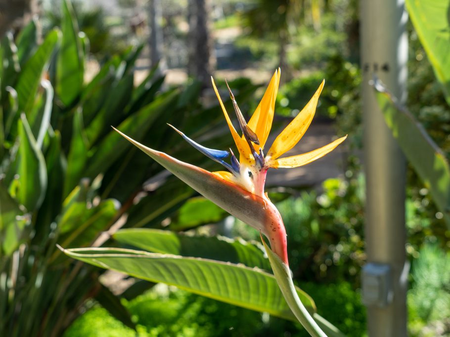 Bird of Paradise