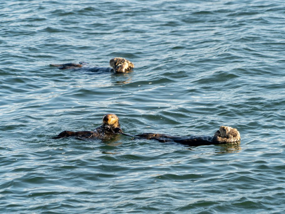 Seeotter-Familie im Hafen von Morro Bay