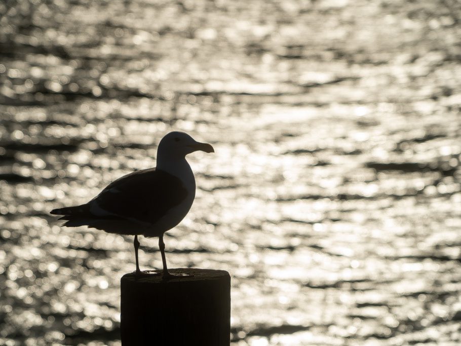 Im Hafen von Morro Bay