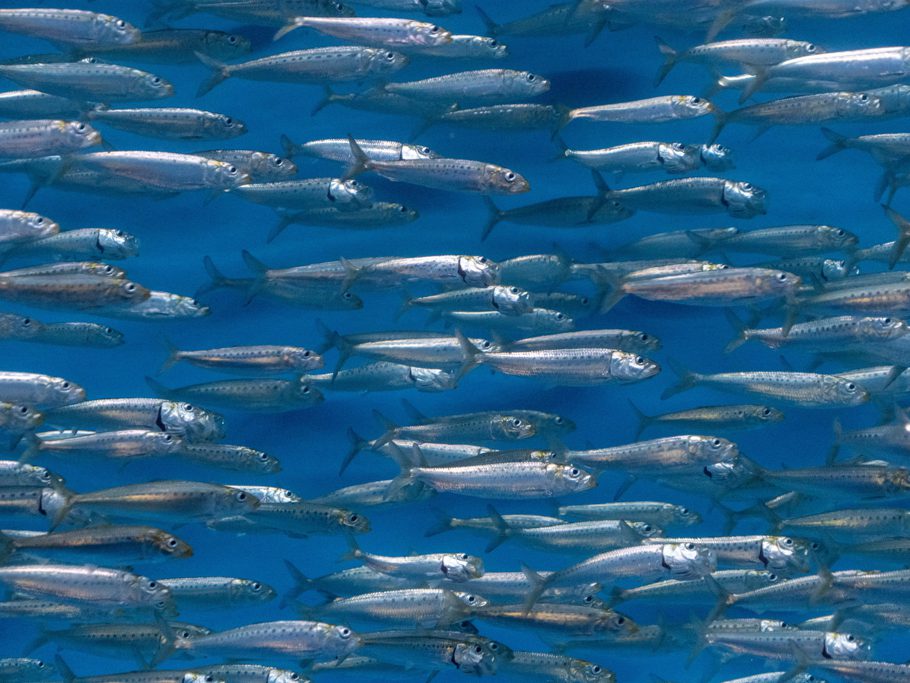 Monterey Bay Aquarium, Sardinen