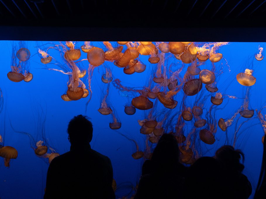 Monterey Bay Aquarium: Jo bestaunt die Quallen