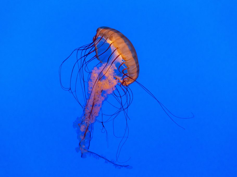 Monterey Bay Aquarium, Qualle