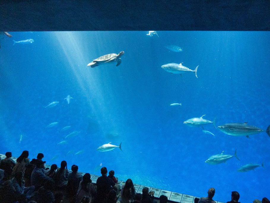 Monterey Bay Aquarium, Open Water Bassin