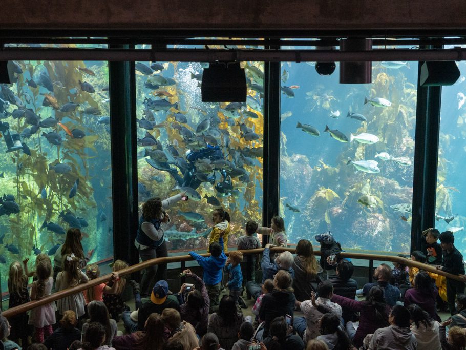 Monterey Bay Aquarium, Kelp Bassin mit Taucher, der die Fische/Haie füttert