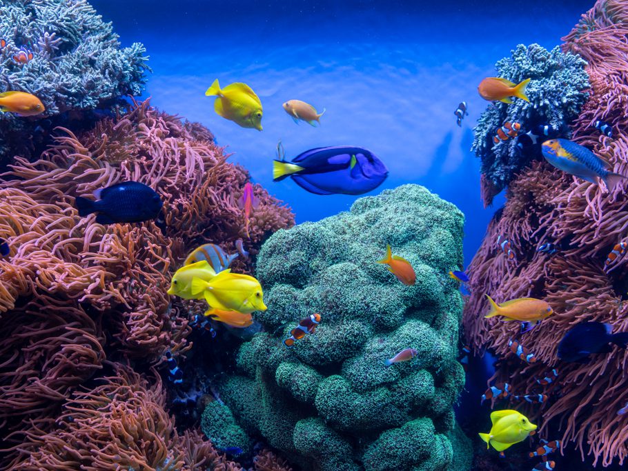 Monterey Bay Aquarium, Korallenfische