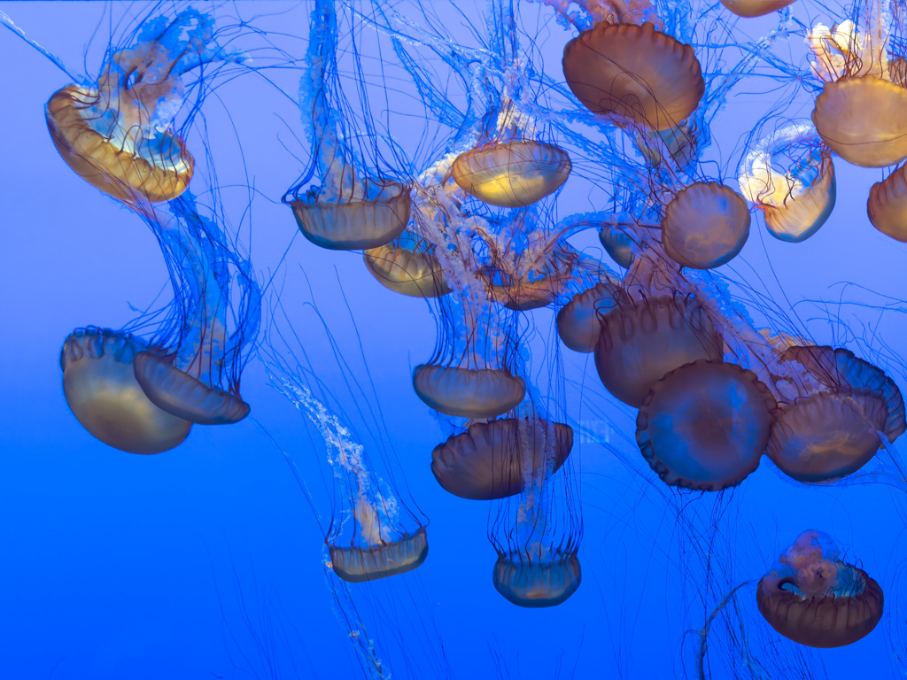 Monterey Bay Aquarium, Quallen