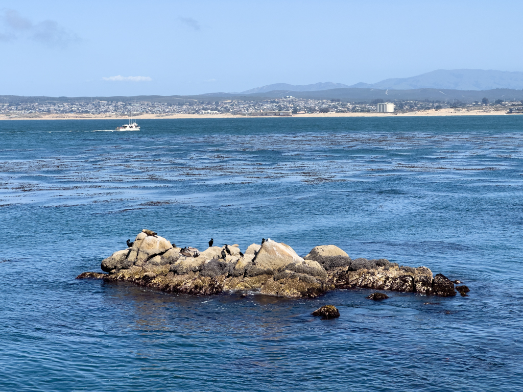 Monterey Bay Aquarium, Aussicht auf die Bucht mit Kelp, Kormoranen und sonnenhungriger Robbe