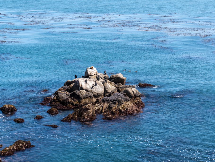 Monterey Bay Aquarium, Aussicht auf die Bucht mit Kelp, Kormoranen und sonnenhungriger Robbe