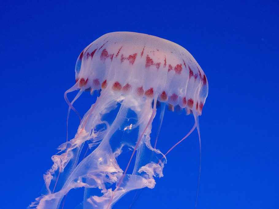 Monterey Bay Aquarium, Qualle