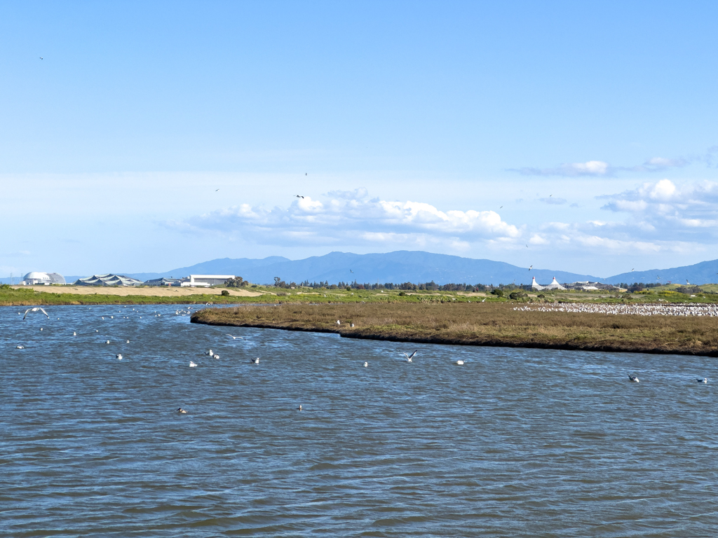 Baylands Nature Preserve, Palo Alto