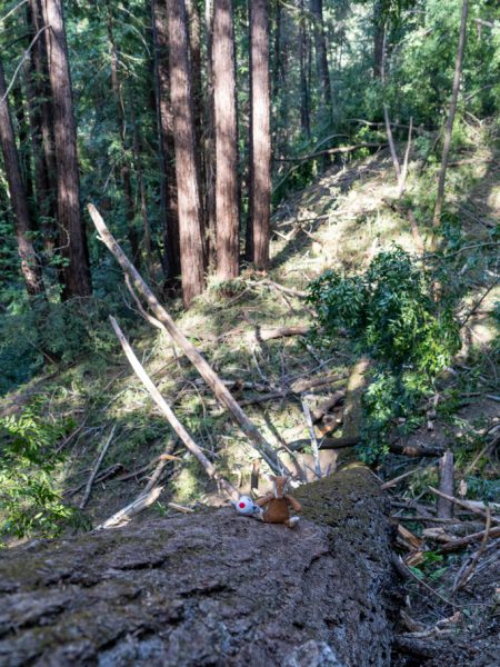 Mo & Sam in the Redwoods...