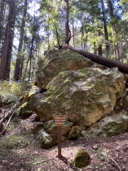 Todd Creek Redwoods