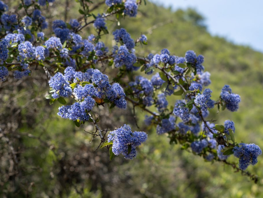 Wanderung in der Hollister Hills state recreation area