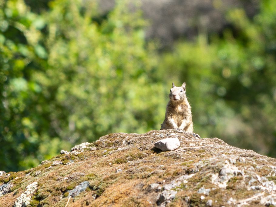 Squirrel, Pinnacles National Park, High Peaks - Bear Gulch Loop