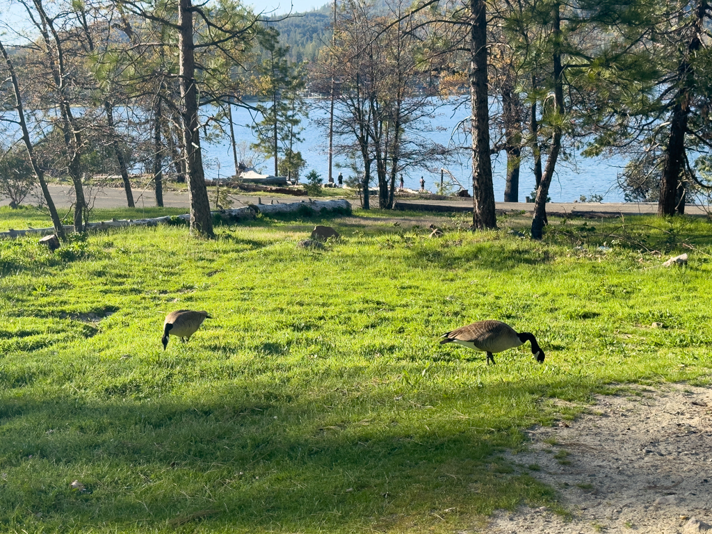 Bass Lake Campground