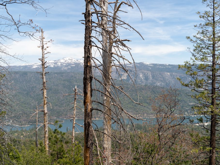 Stanislas National Forest