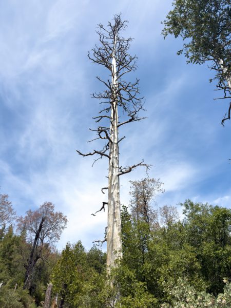 Stanislas National Forest