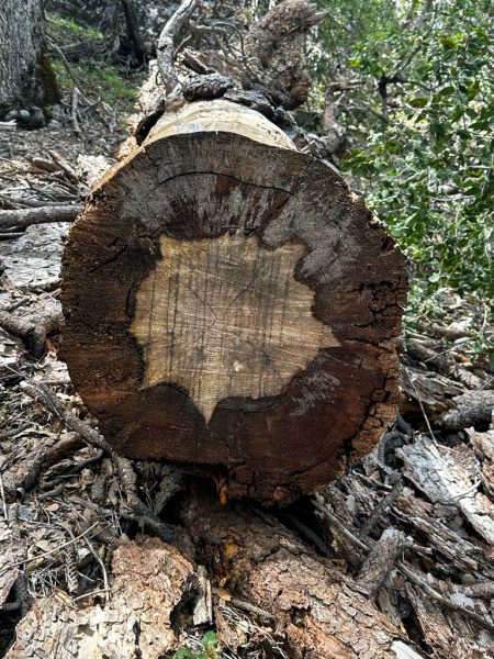 Stanislas National Forest