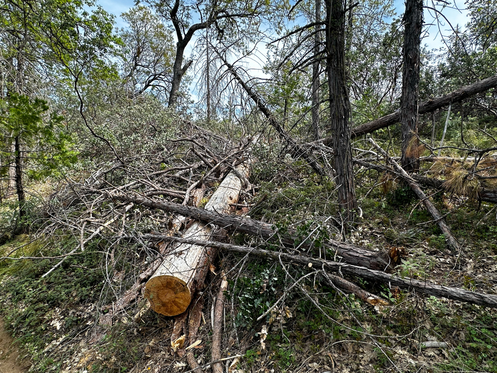 Stanislas National Forest