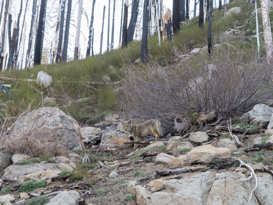 Yosemite Nationalpark, Coyote