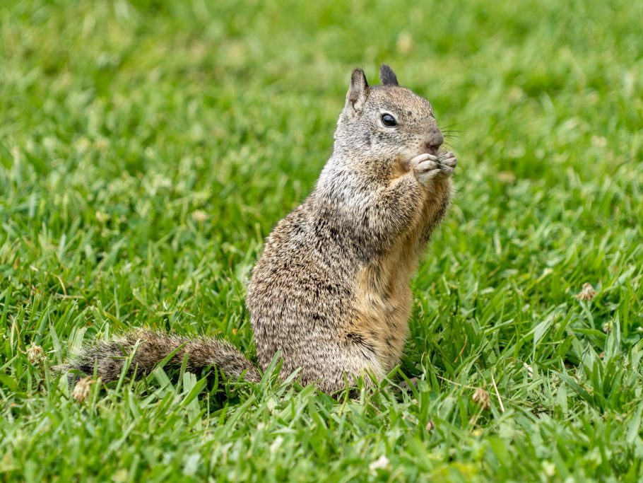 Squirrel beim Frühstück