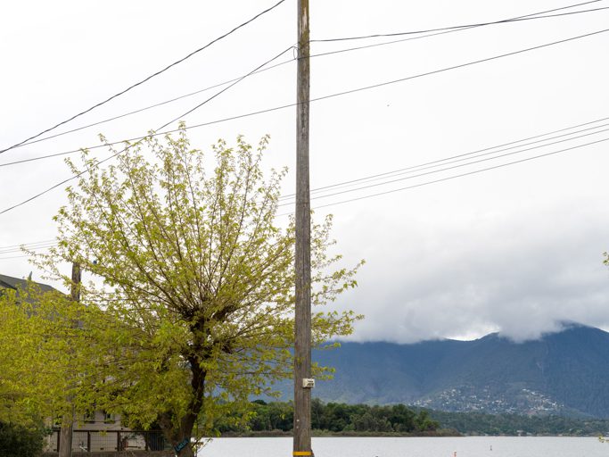 Clear Lake, Island Drive: Geier fressen toten Fisch