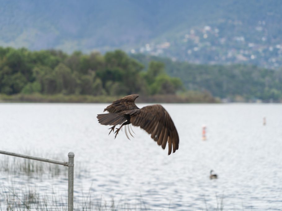 Clear Lake, Island Drive: Geier fressen toten Fisch