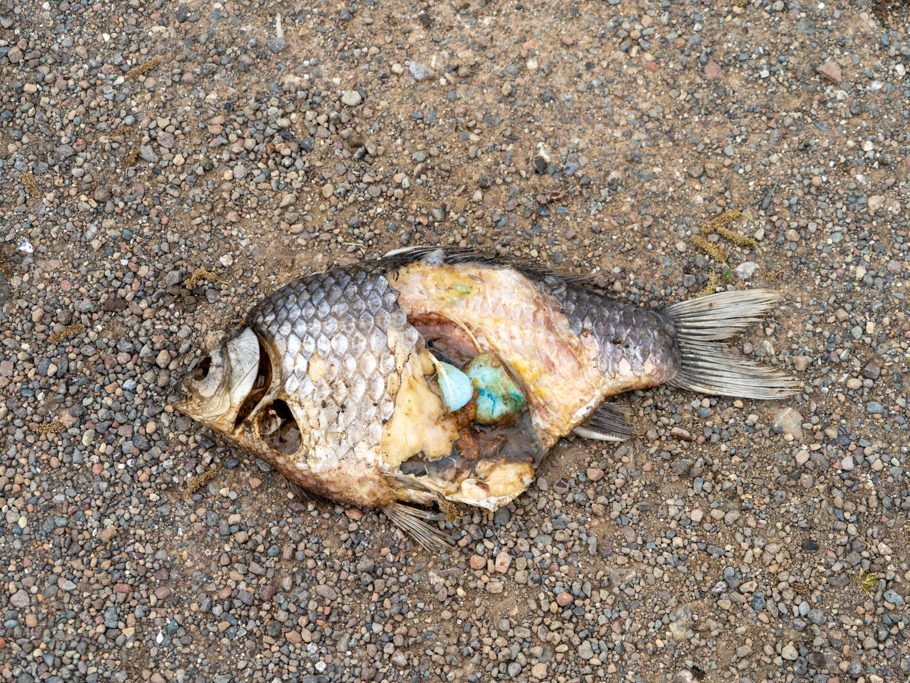 Toter Fisch, mit Schaumstoffabfällen im Magen... Die Geier warten schon.