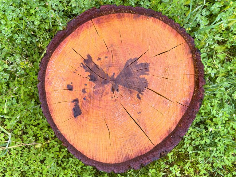 Schmetterling im Redwood