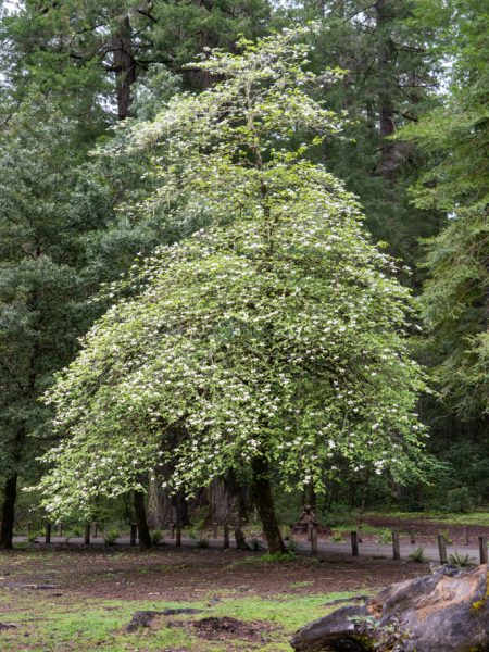 Mo_20230505__a7c09003 Amerikanischer Blumen-Hartriegel (Dogwood) - Cornus florida
