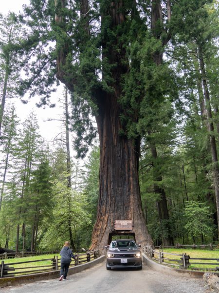 Mo_20230505__a7c09005 Chandelier Drive-thru Tree, Leggett