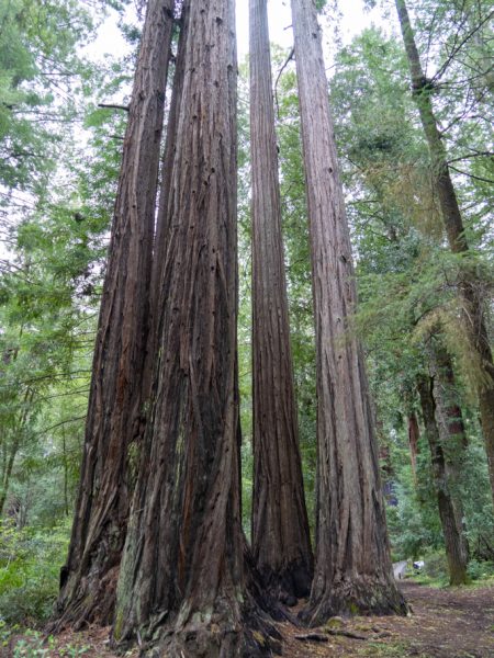 Mo_20230505__a7c09016 Sequoia sempervirens, Redwoods, Leggett