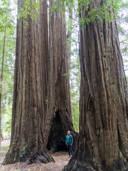 Mo_20230505__a7c09018 Redwoods, Leggett